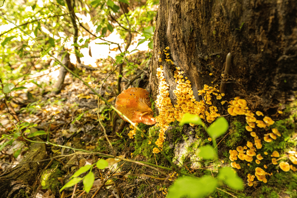 Bartram-esque composition of flora, fungus, and insects near the forest floor