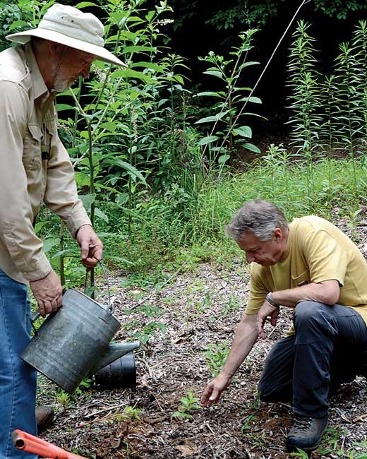 Jack Johnston (left) and Brent Martin work together to plant a mountain camellia seedling in Martin’s yard. - Photo Credit Smoky Mountain News