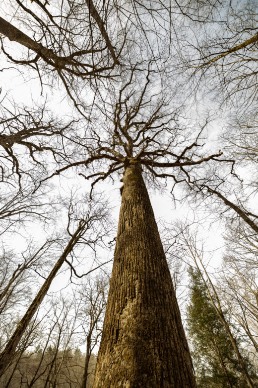 Tall crowns of very large trees