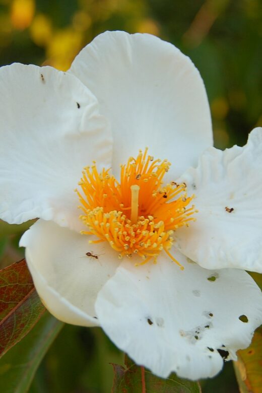 Photo of Franklinia Alatamaha in bloom from Wikipedia