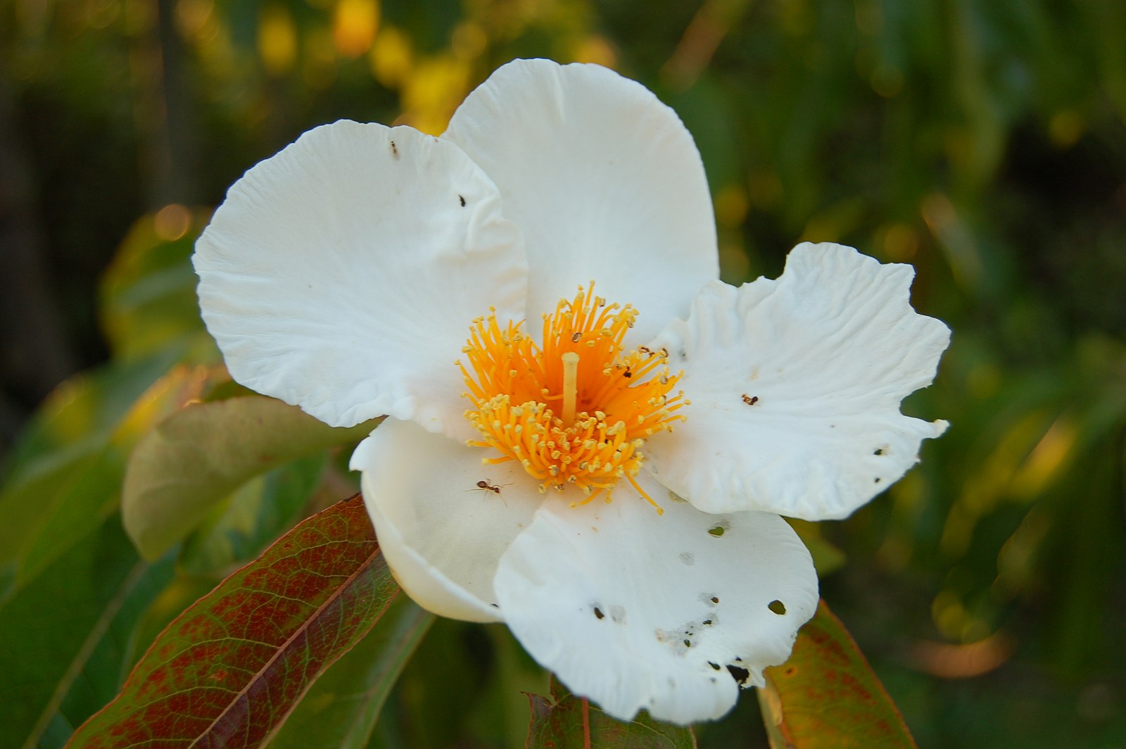Photo of Franklinia Alatamaha in bloom from Wikipedia