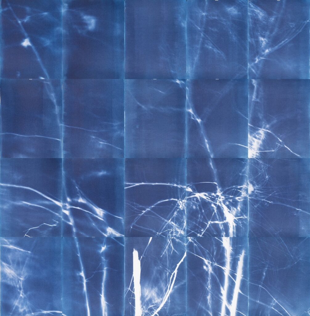Cyanotyoe photography from Eric William Carroll