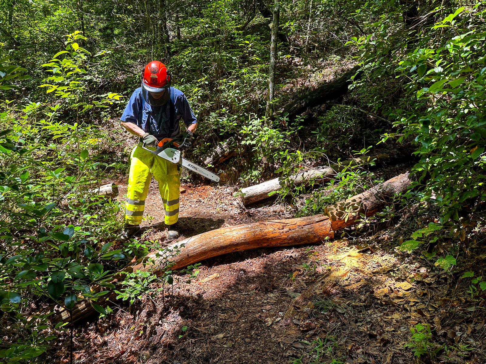 Volunteer Ross sizing up a blowdown on the trail