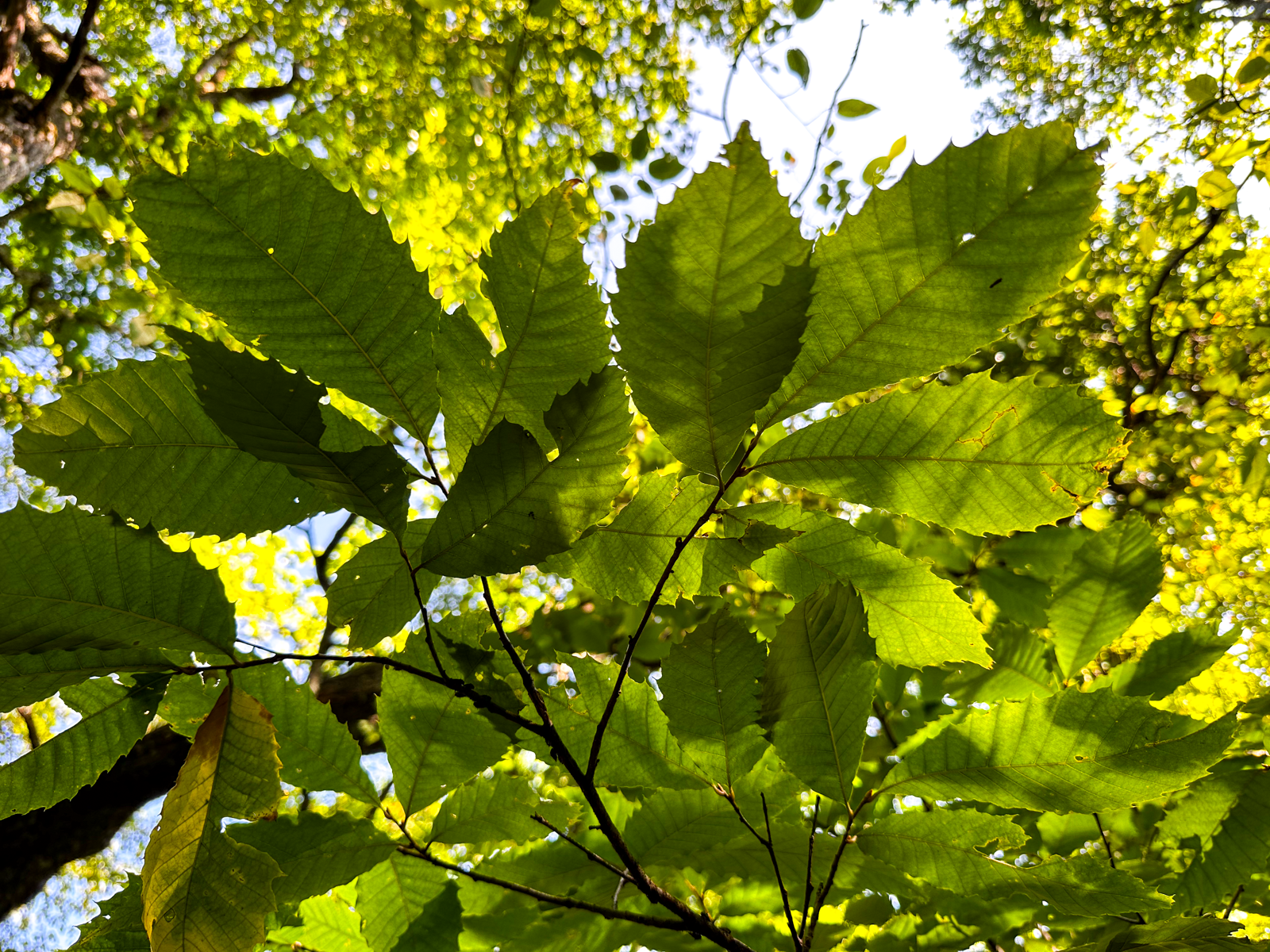 Walking With Bartram – Wayah Bald to Lake Nantahala
