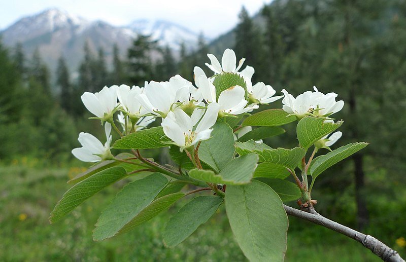 Serviceberry tree blooms